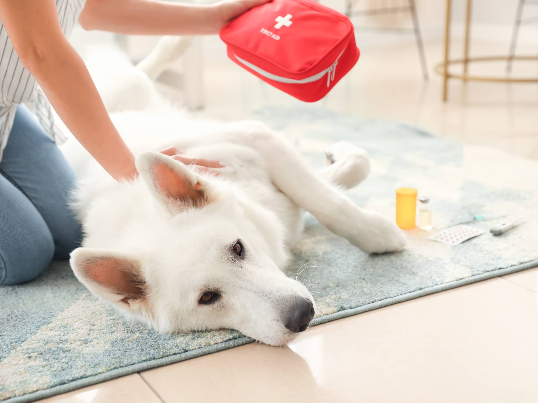 Guía primeros auxilios para mascotas